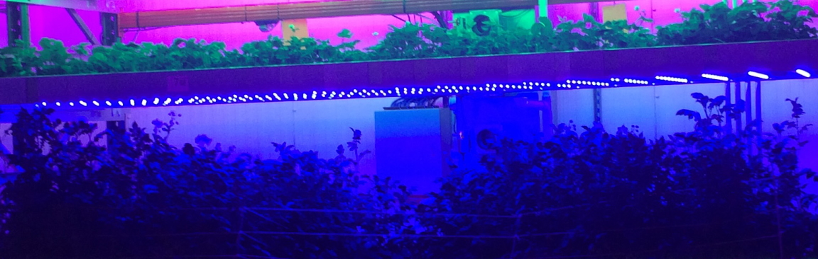 Blue light is important for plants but it inhibits immunity to late blight
