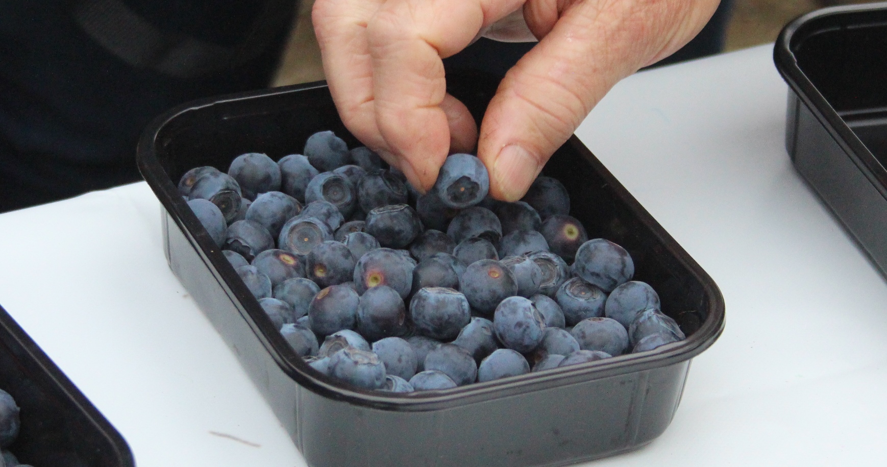 Blueberries (c) James Hutton Institute