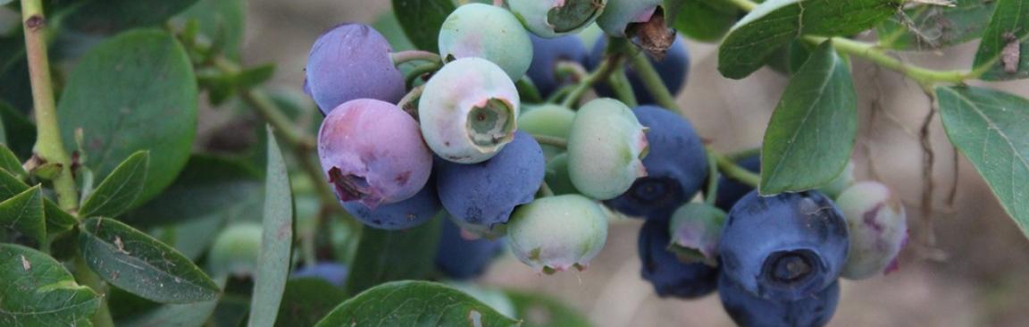 Blueberries (c) James Hutton Institute