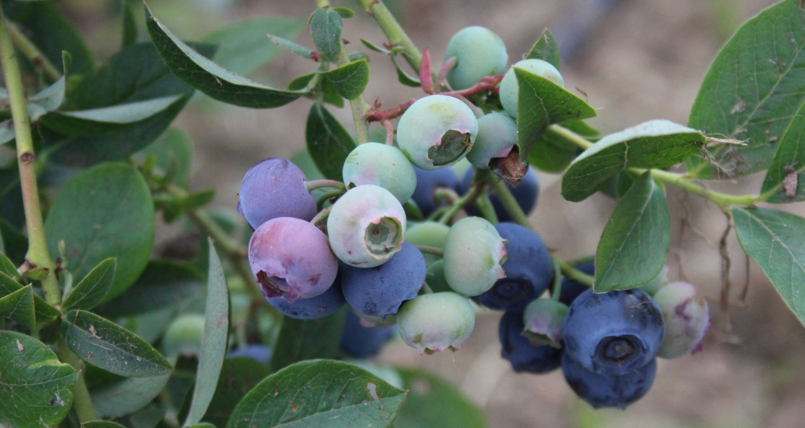 Fruit for the Future is the Institute's long-running soft fruit themed event