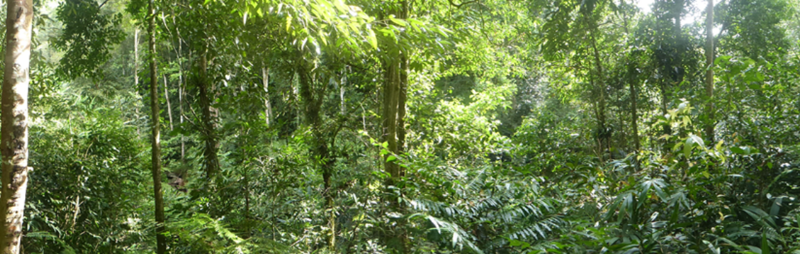Sarawak tropical forest (c) James Hutton Institute