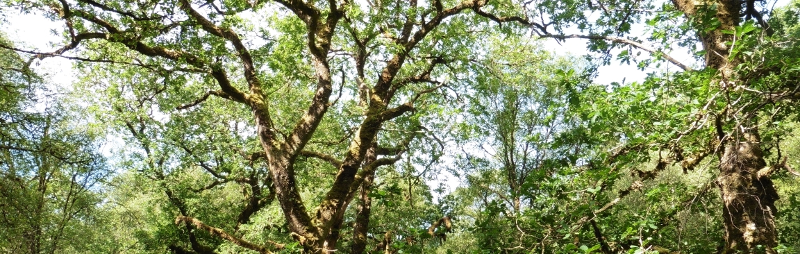 British oak trees support a rich biodiversity (c) James Huttton Institute
