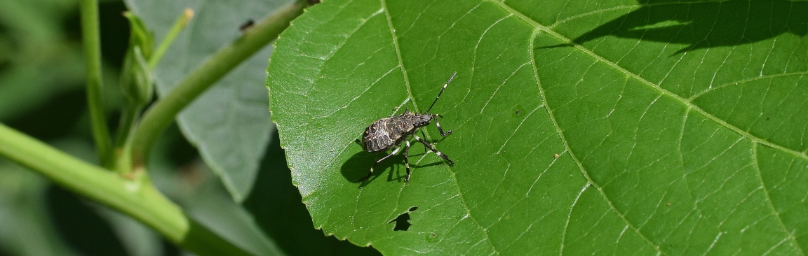 Image of the brown marmorated stink bug on a leaf (credit: SRUC)