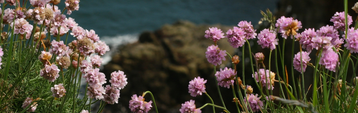 Wildflowers at Bullers of Buchan (Image: plushbearcat/Pixabay) 