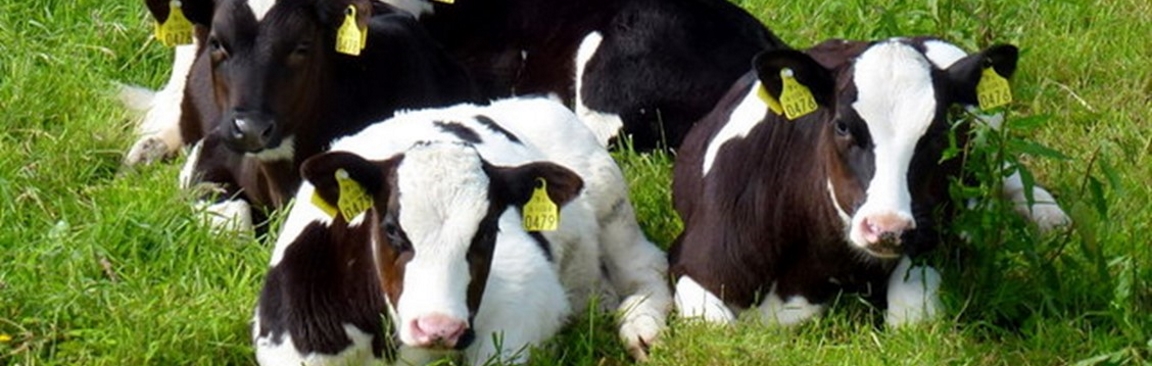 Dairy calves cc-by-sa/2.0 - © Jonathan Billinger - geograph.org.uk/p/3580874 