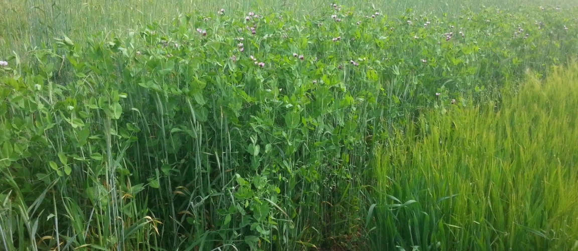 DIVERSify will focus on 'plant teams' (c) James Hutton Institute