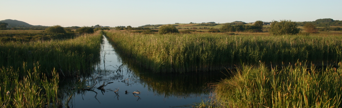 Conservation-managed fen in Anglesey (Image: Chris Evans, UKCEH)