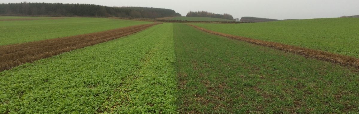 Trial at Balruddery Farm near Dundee