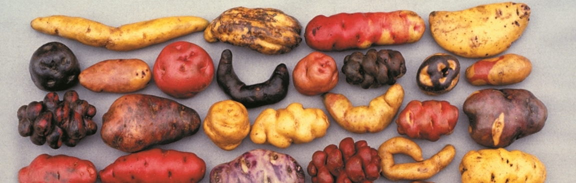 Andean potatoes are an example of Peru's rich crop biodiversity