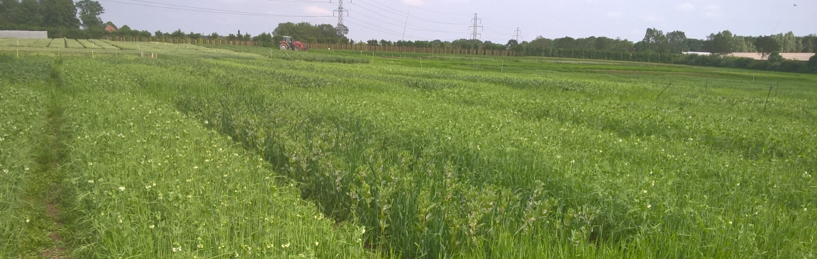 SEAMS is developing a network of crop mixture trials