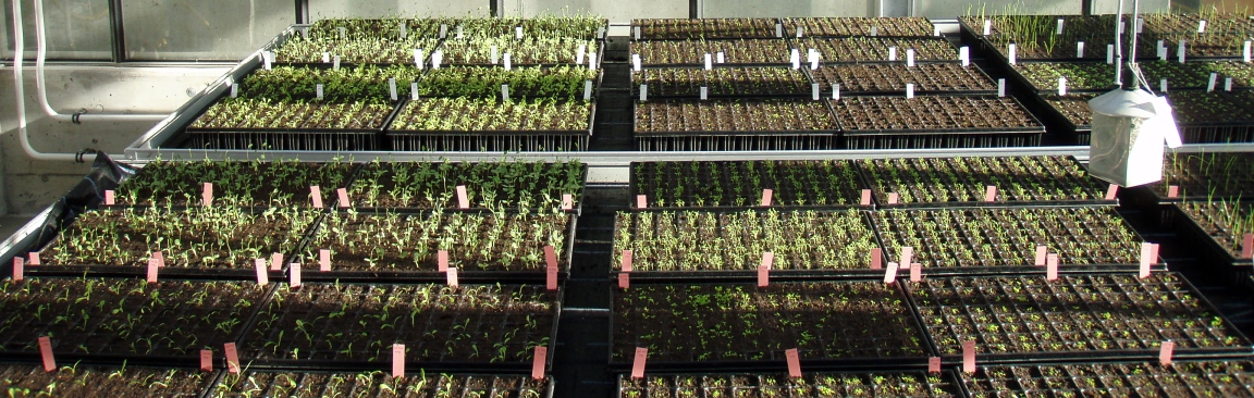 Crop mixtures experiment (c) Debra Zuppinger-Dingley