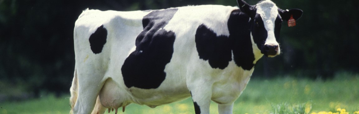 Dairy cow (Image: Keith Weller/USDA www.ars.usda.gov)