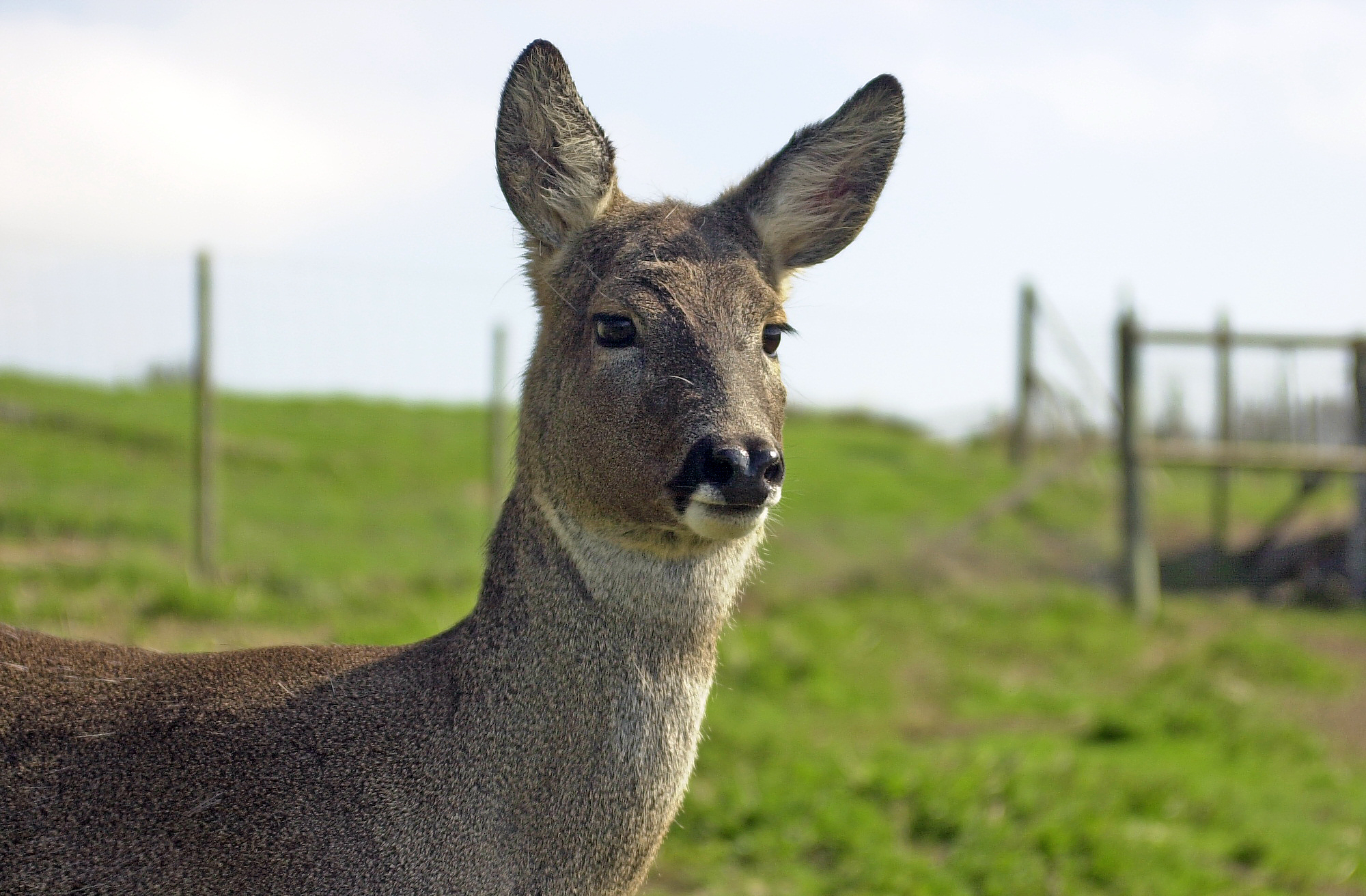 Deer (c) James Hutton Institute