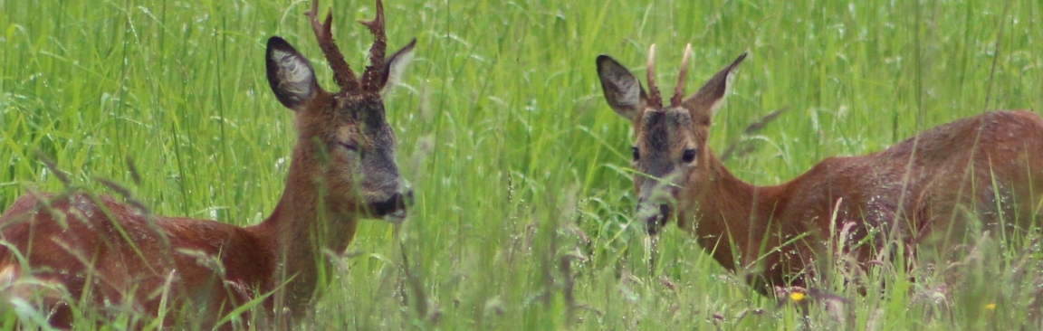 Deer (c) James Hutton Institute