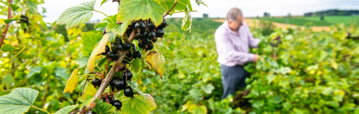 The research seeks to develop climate-resilient blackcurrant varieties (c) LRS