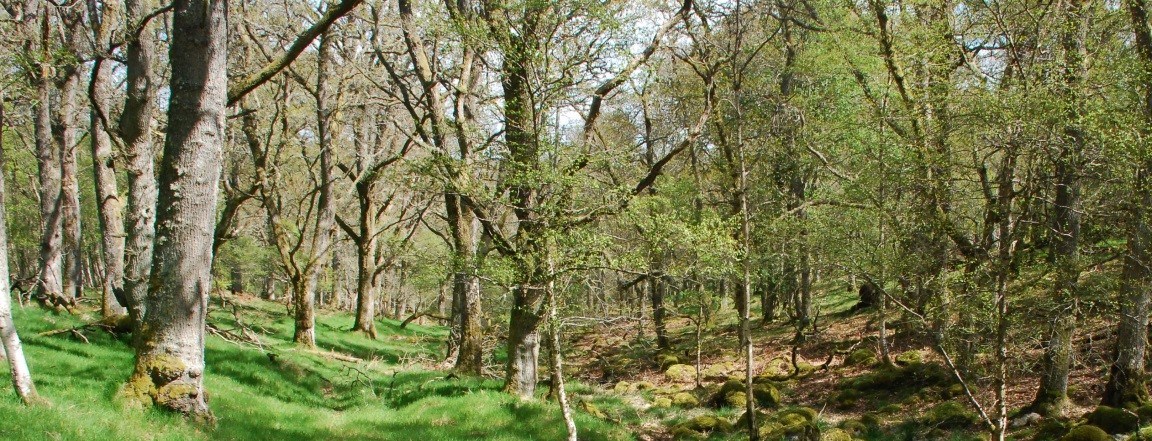 Fungi are essential components of many terrestrial ecosystems (c) James Hutton
