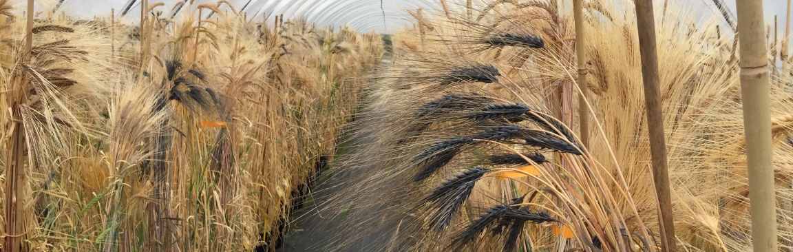 The barley pan-genome will benefit scientists and breeders