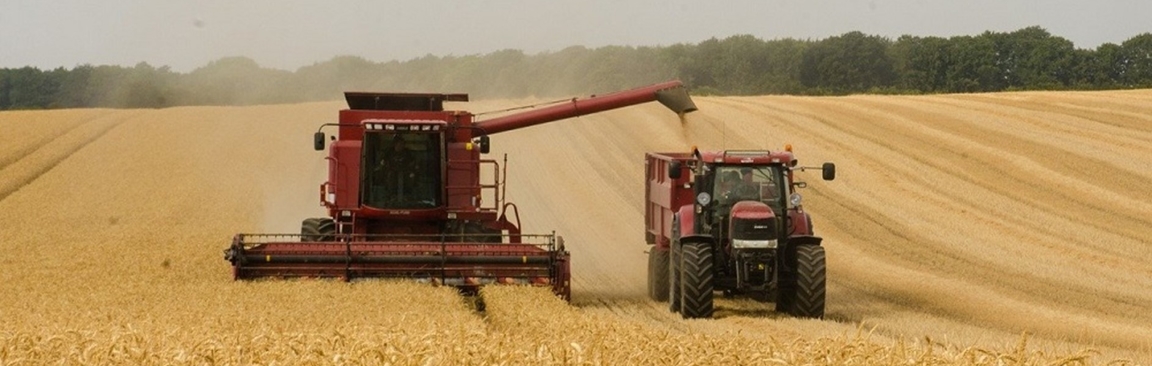Wheat is one of the six UK crops to have its microbiome curated at the UK-CMCB