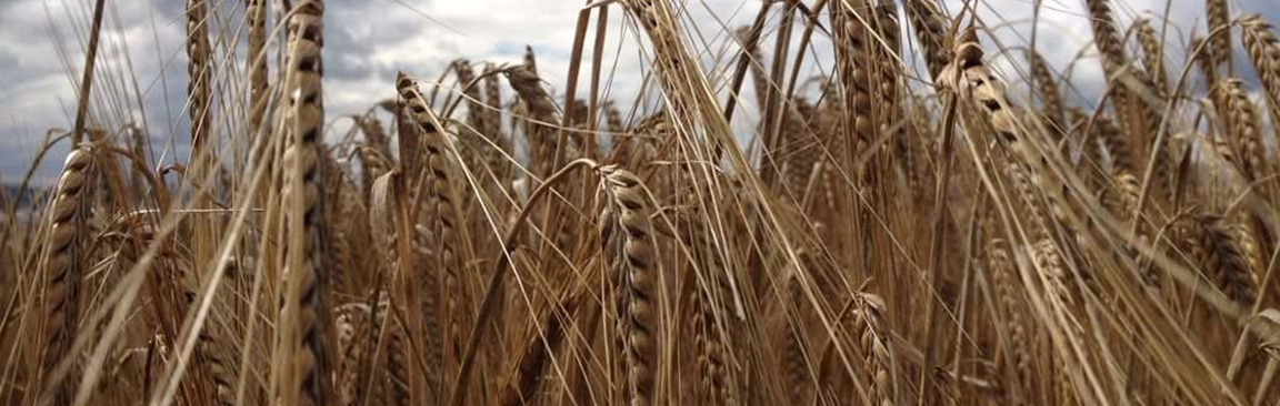 Barley