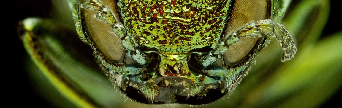 A female emerald ash borer