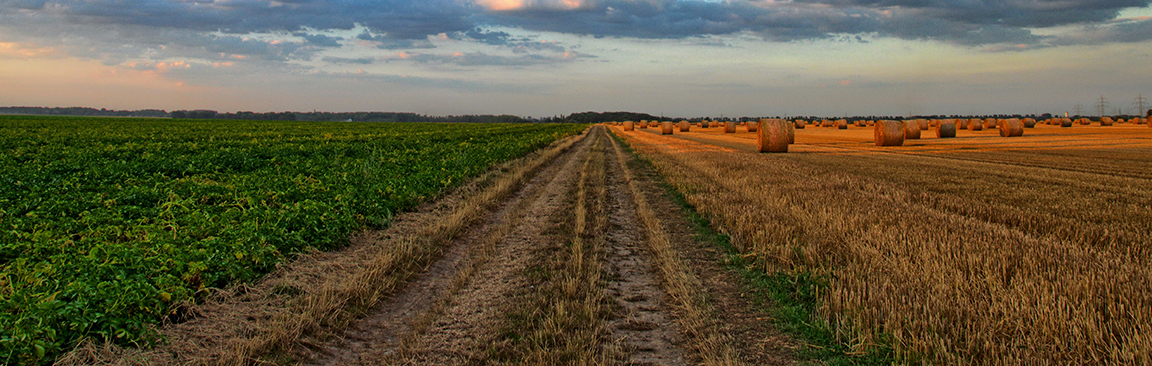 Agrifood systems 