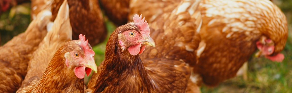 Poultry red mites are a global problem for the egg industry