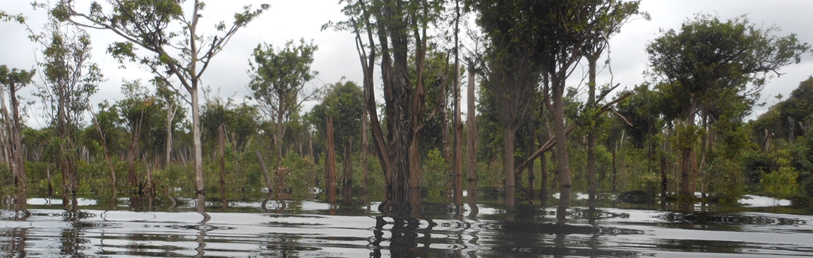 The expedition focussed on an area around the Rio Cuieiras in the Amazon region