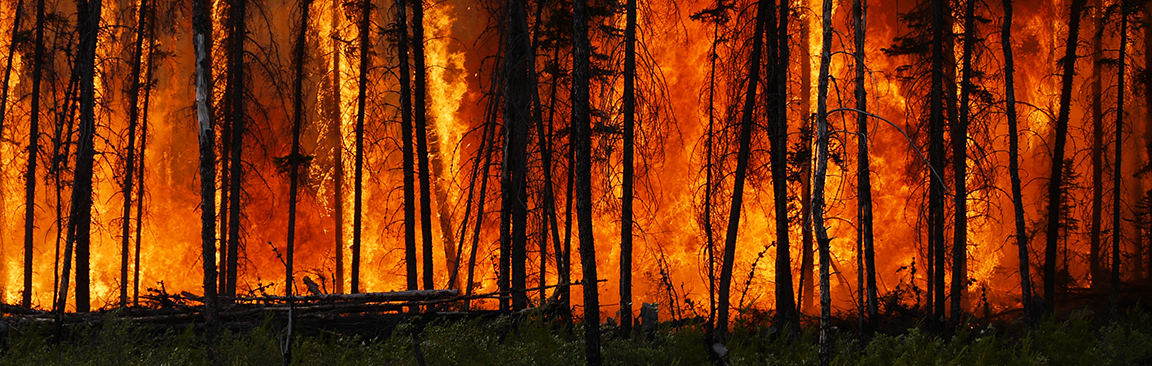 wild fire