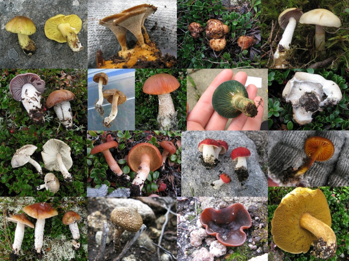 Fungi diversity (c) James Hutton Institute