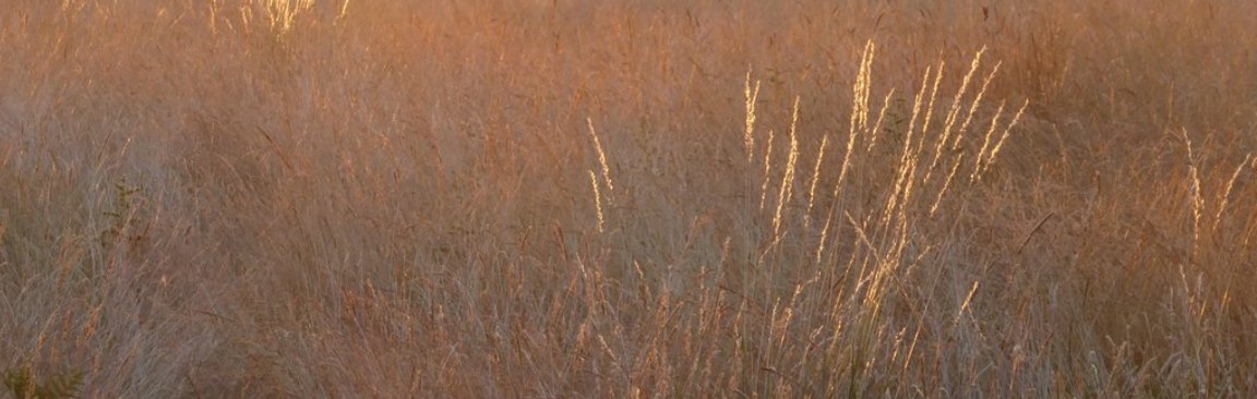 Grassland in a heatwave © Copyright Stefan Czapski, licensed for reuse under CCL
