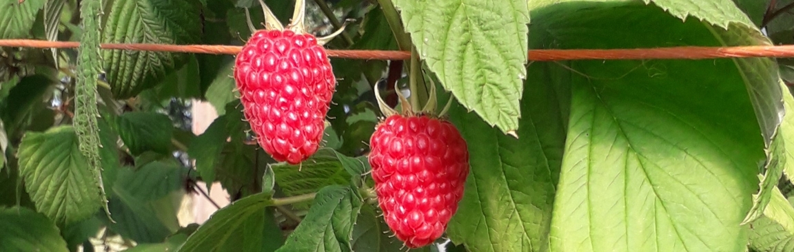 New raspberry variety Glen Mor was launched at Fruit for the Future 2020
