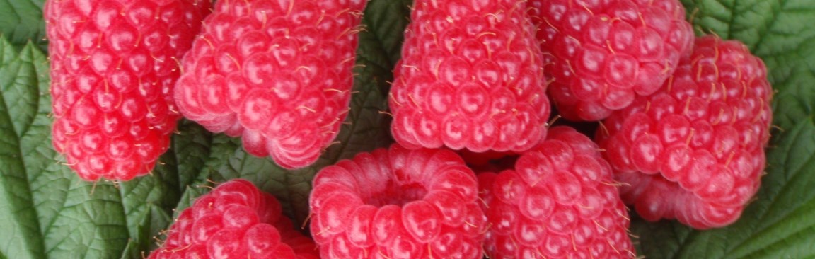 Glen Carron raspberries (c) James Hutton Limited
