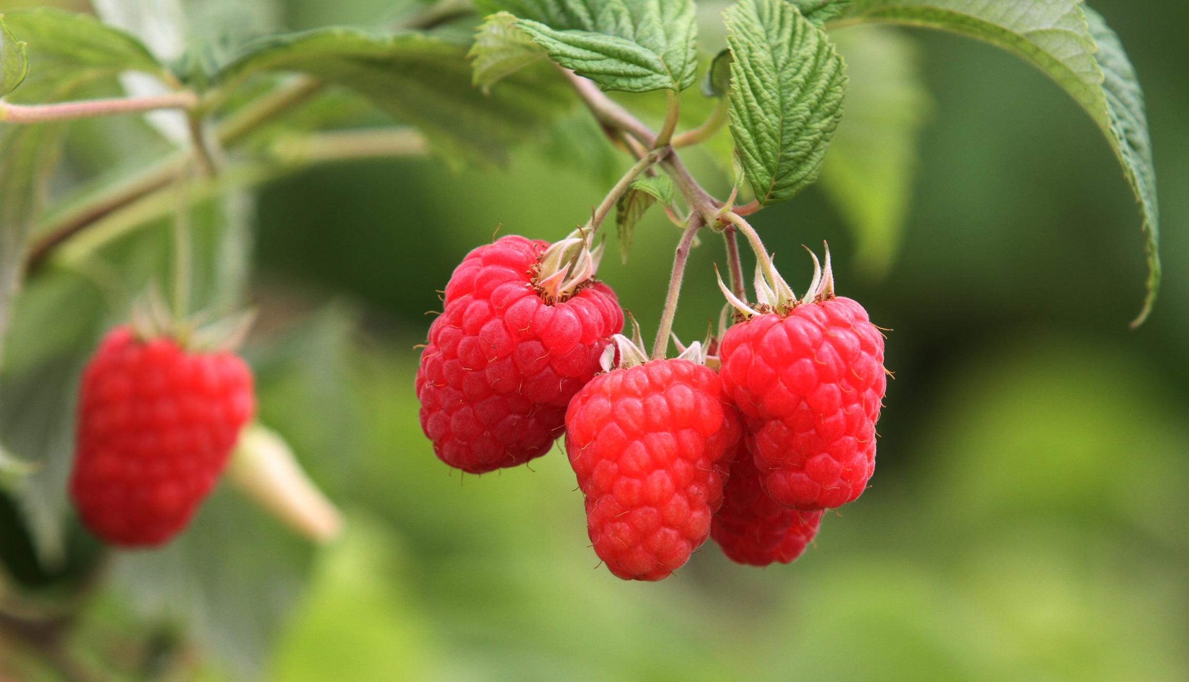 Glen Dee raspberries (c) James Hutton Institute
