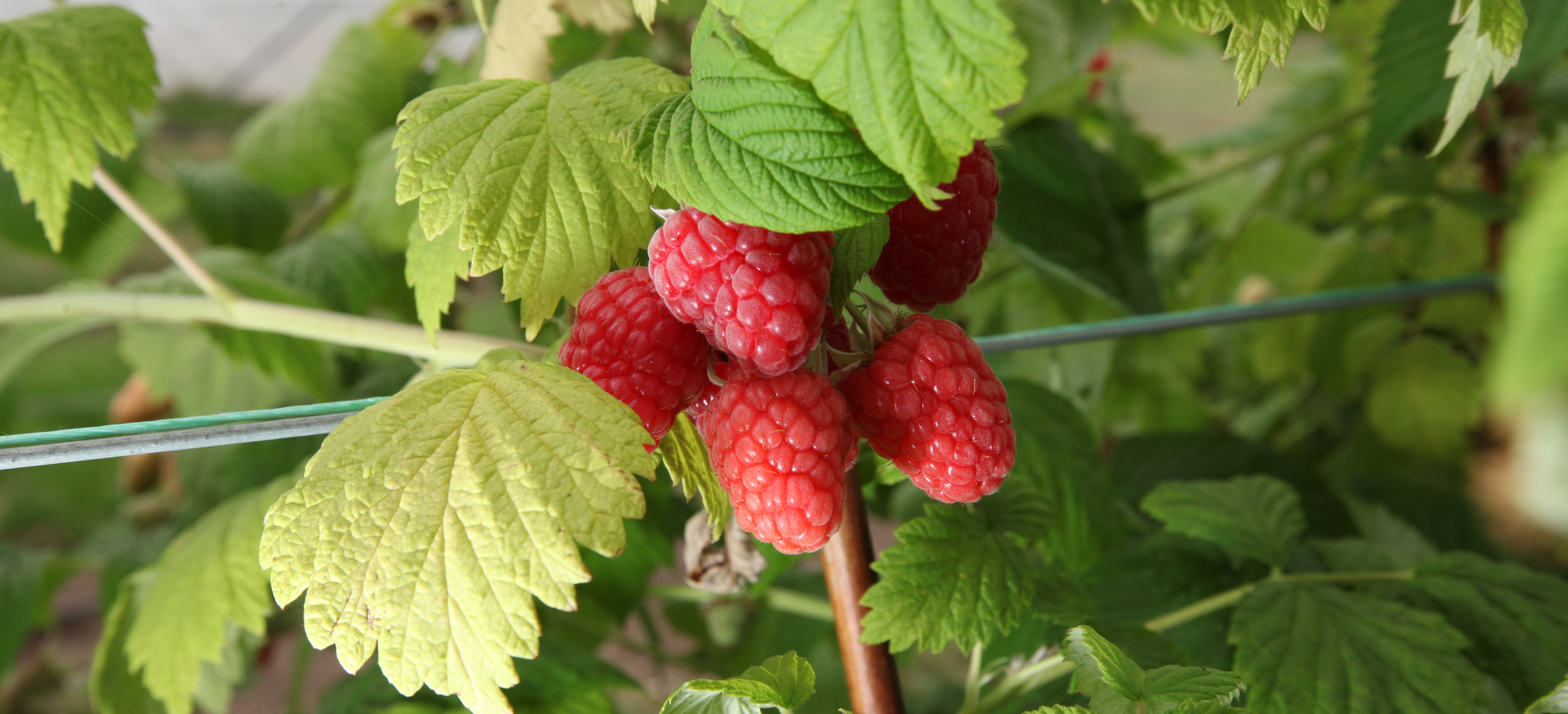 Glen Dee raspberry (c) James Hutton Institute