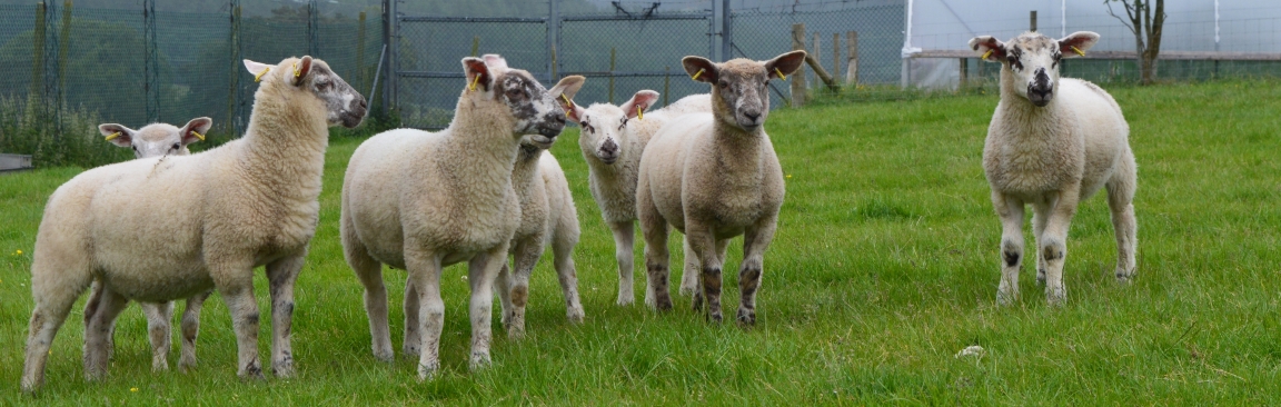 Sheep at Glensaugh farm (c) James Hutton Institute