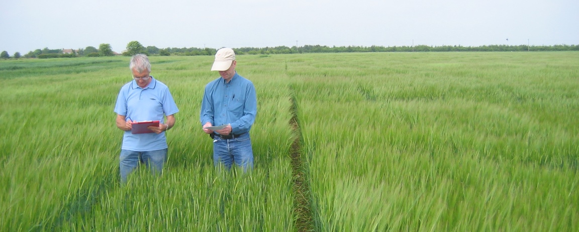 A field of Golden Promise barley (courtesy Bill Thomas)
