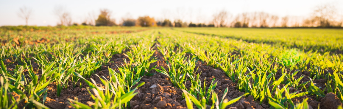 Green field (Photo by Jan Kopřiva on Unsplash)