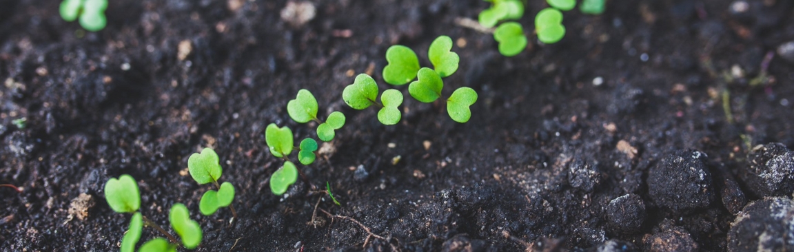 Our soils are under threat from intensive agriculture and climate change