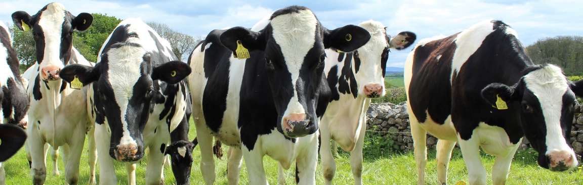 New research highlights the attitudes of people working in the UK dairy sector
