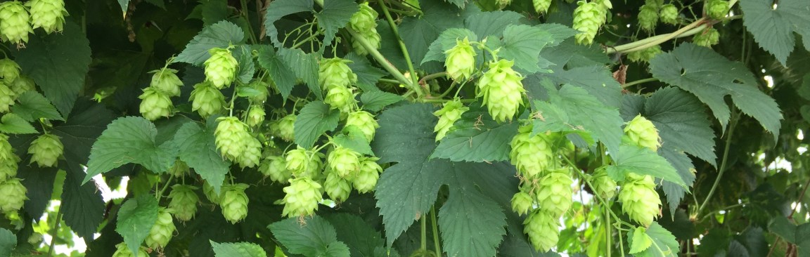 Hops grown at the James Hutton Institute in Dundee (c) James Hutton Institute