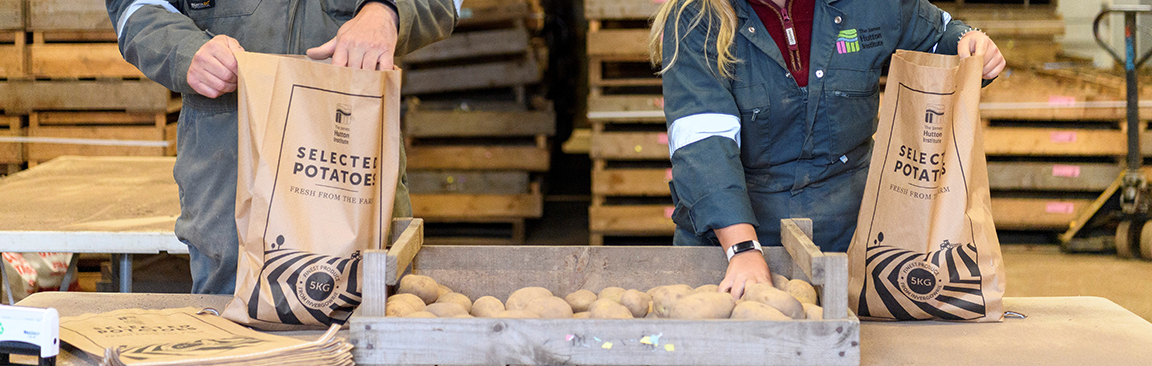 Hutton potato