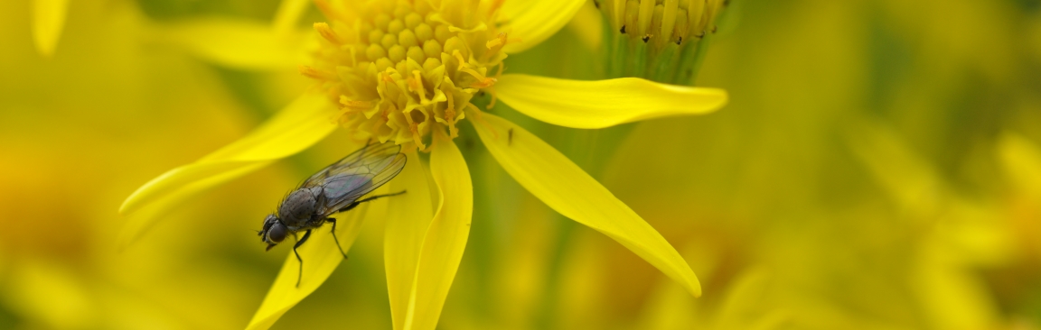 Fly on ragwort flower (c) James Hutton Institute