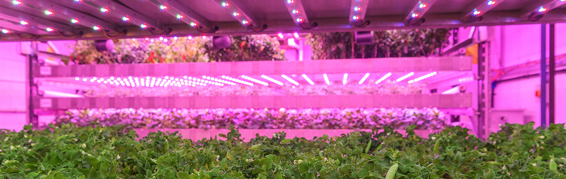 A vertical farm at the James Hutton Institute (Image: Ian Georgeson)