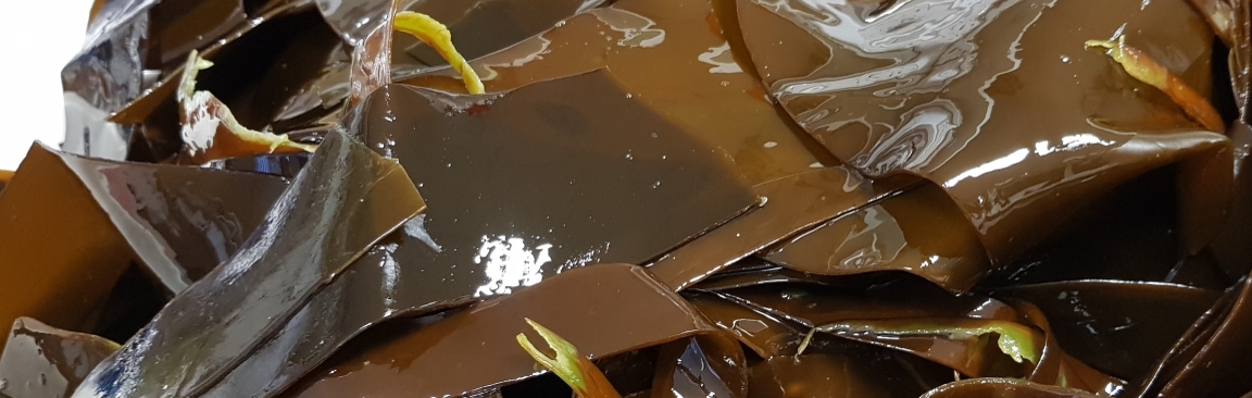 Kelp can be a source of protein for sheep feed
