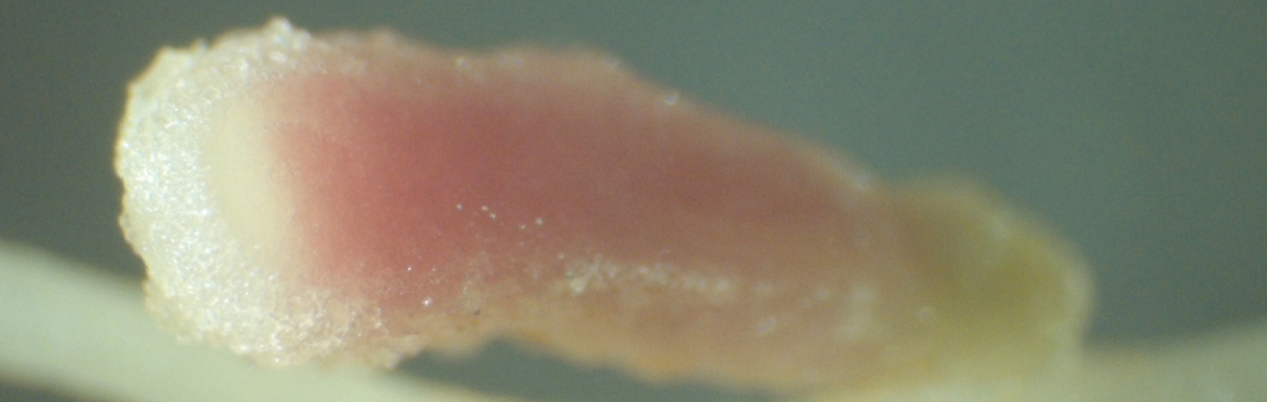 Pea nodule attached to a root; the pink area shows N-fixing bacteria