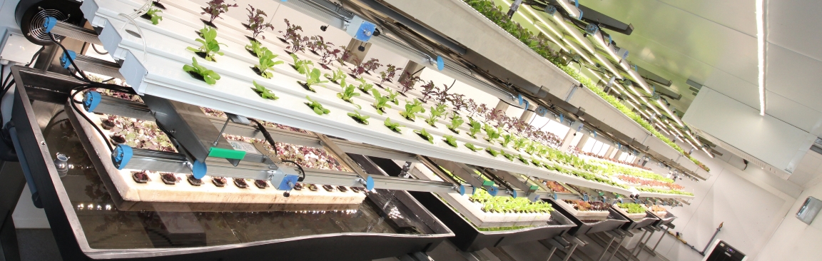 ‘Hydrobubbles’ have the potential to boost plant growth in hydroponic systems by