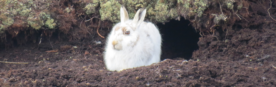 A white mountain hare sitting in moorland