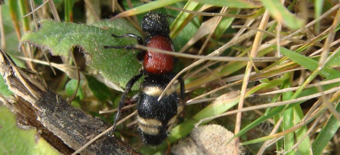 Mutilla europaea female moving fast through low vegetation, by Louise Hislop