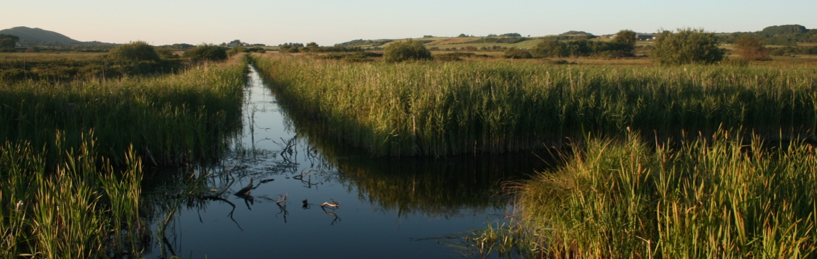 Natural fen in Anglesey (image: CEH)