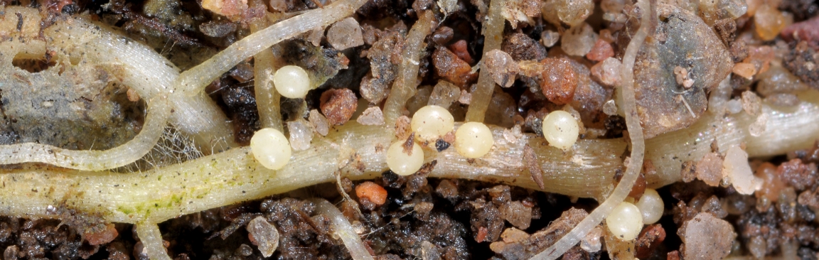 Nematodes on a plant root (c) James Hutton Institute
